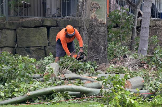 Best Hazardous Tree Removal  in Spring Grove, MN